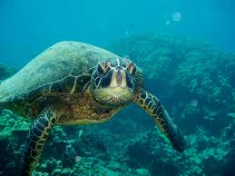 sea turtle